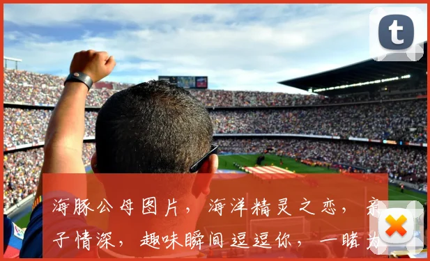 海豚公母图片，海洋精灵之恋，亲子情深，趣味瞬间逗逗你，一睹为快